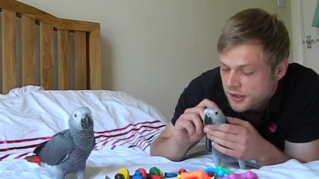 2 Super gezähmt Graupapageien auf liebevolle Hände zu geben. - Voegel - 10119