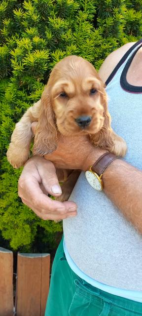 Engl.Cocker-Spaniel Welpen  - Hunde - Nebra