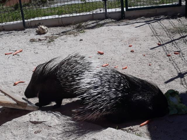 Stachelschwein Pärchen - Haustiere - Baiersbronn