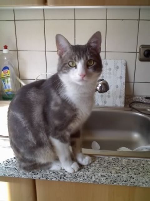 Kater entlaufen    - Entlaufen Zugelaufen - Aldenhoven