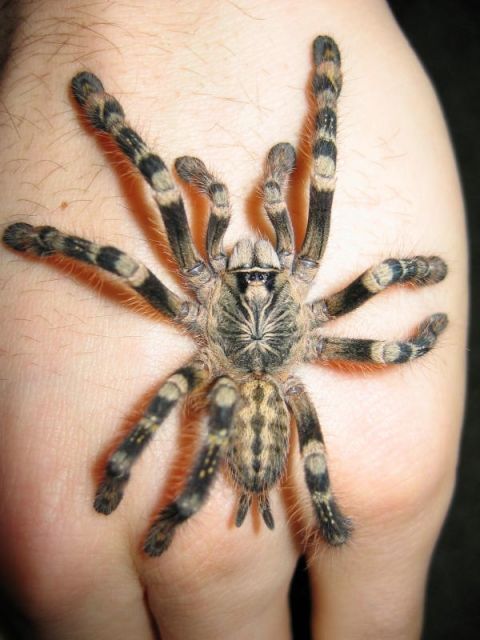 Poecilotheria subfusca weibchen 4cm  - Reptilien - Gelsenkirchen