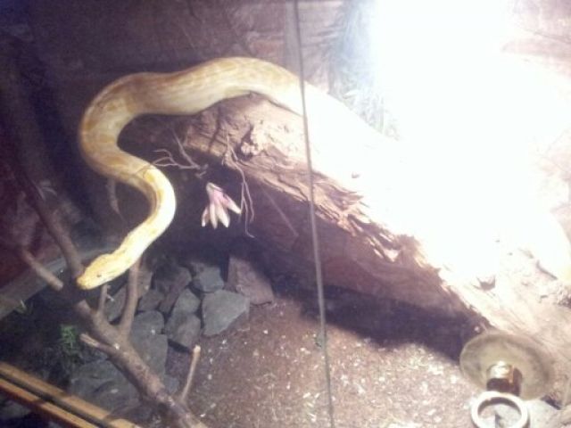 Albino Tiegerpython männlich - Reptilien - Schwelm