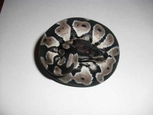 Königspython / Python Regius - Reptilien - hofheim