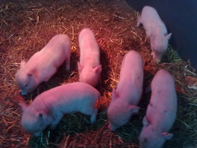 Mini Pigs - 6 stück - Haustiere - Grevenbroich