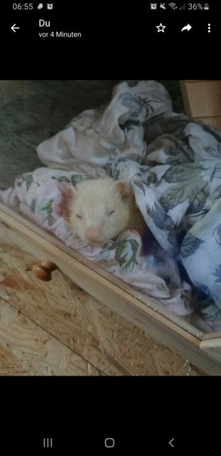 Frettchen Albino - Frettchen - wallitz