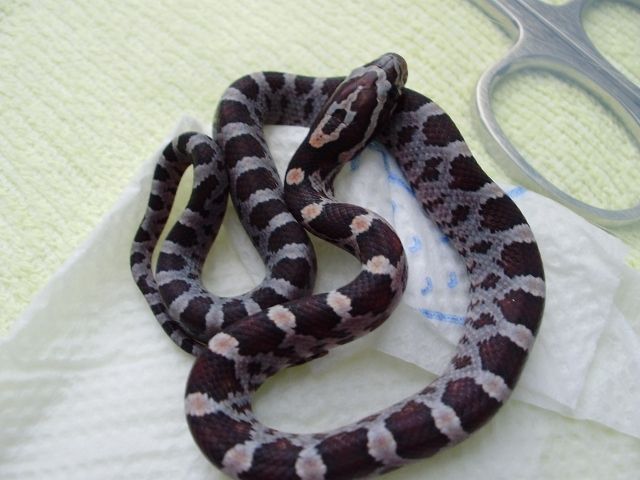 Kornnatter Black Albino NZ 06/11 | kleintiermarkt.com