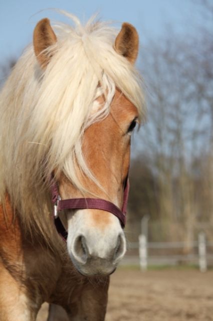 Reitbeteiligung für Hafi gesucht - Reitbeteiligung - Mayen