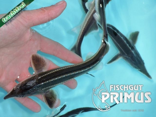 Ein Sterlet Stör  A. ruthenus  - Größe 18-25 cm - Fische - Iserlohn