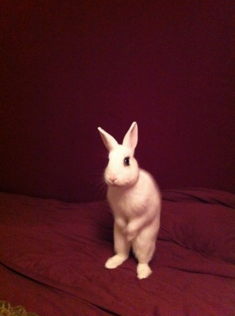 Zwerkanninchen - Hasen Kaninchen - Ainring