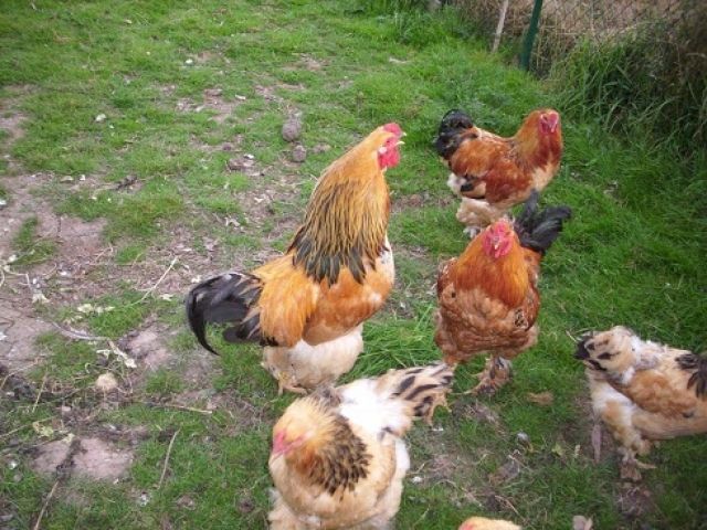 Riesen Brahma Bruteier und Küken - Nutztiere - steinbach