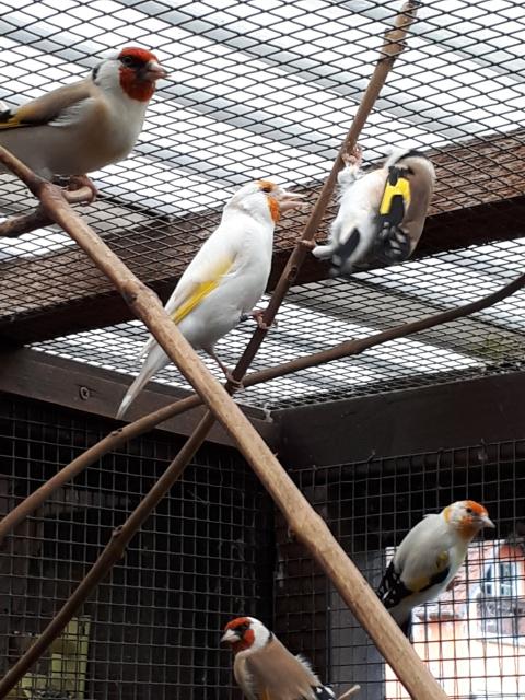 Stieglitz - Majore - Voegel - Harztor ortsteil Ilfeld