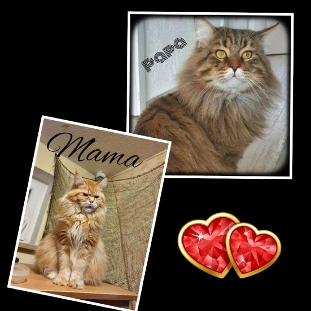 Drei reinrassige Maine Coon Abgabebereit - Katzen - Bad windsheim