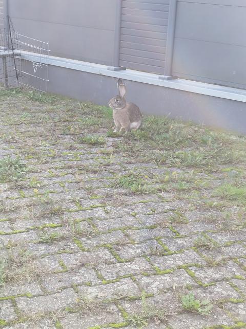 Kaninchen Dame  - Hasen Kaninchen - Hennef (Sieg)