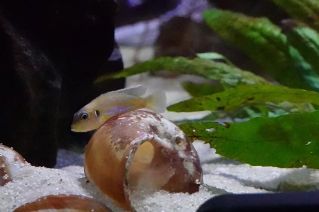 Tanganijka-Buntbarsche - Fische - Strullendorf