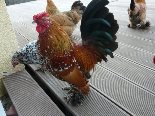 Zwerghahn, federfüßig, sehr zutraulich und hübsch - Nutztiere - Böblingen