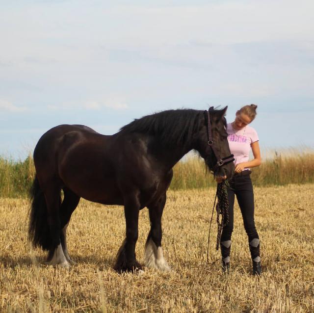  Kinderliebe Tinker Stute - Pferde -  Dörrmoschel
