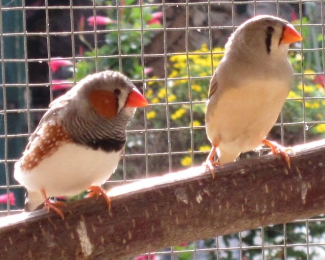 Zebrafinken abzugeben - Voegel - Wandlitz OT Schönerlinde