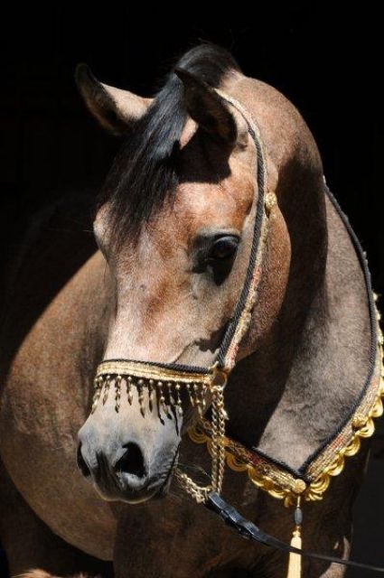 Arabische Schönheit - Pferde - Hungen