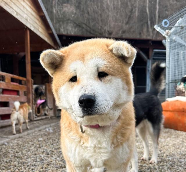 Kodama - lieb, sozial - Hunde - Nova Bana