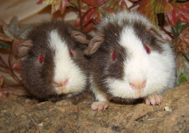 Drollige US-Teddy  s - Meerschweinchen - voerde
