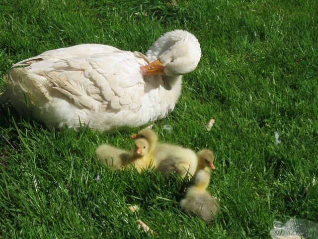 Pommerngänse Gössel abzugeben in grau,weis, grau und weis - Zubehoer für Nutztiere - Laupheim
