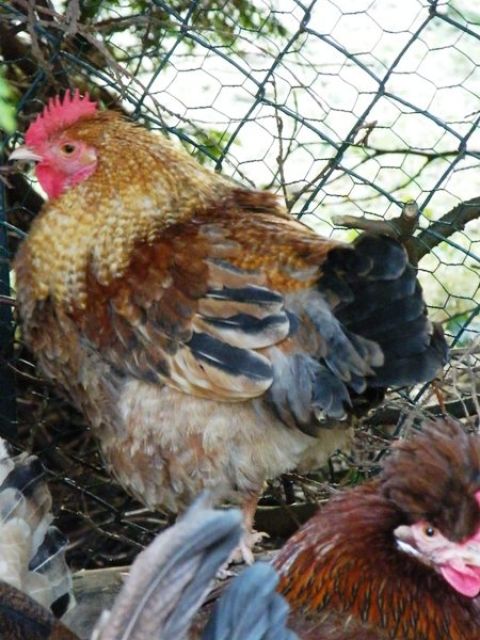 Wunderschöner junger Hahn abzugeben - Nutztiere - Kesseling