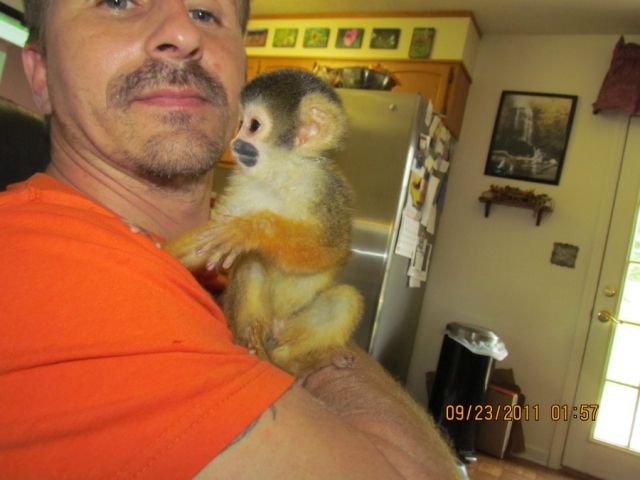 Christmas Baby Eichhörnchen Affe zum Verkauf - Hunde - wien