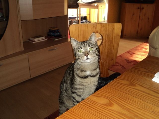 10 Monate junger, kastrierter, verschmuster Kater  - Katzen - Greven