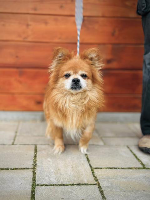 Furchill - liebevoll, verschmust, gesprächig, neugierig - Hunde - Nova Bana