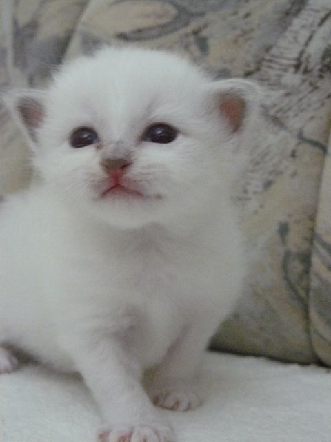 Heilige Birmakitten - Katzen - Leipzig