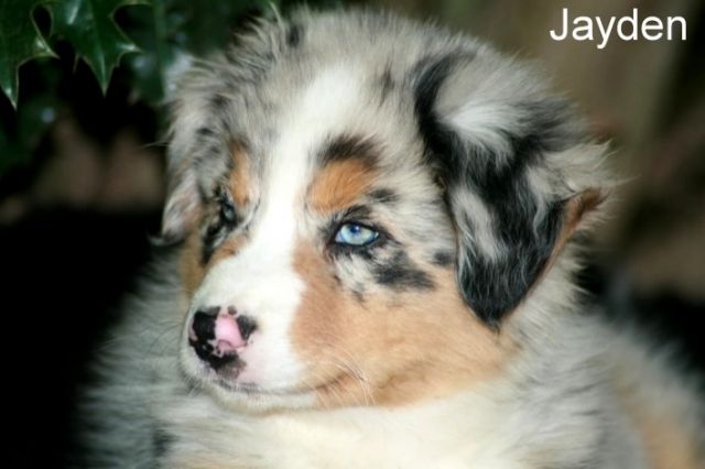 Australian Shepherd Welpen, Nähe Köln/Bonn - Hunde - Rheinbach