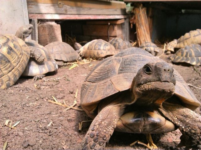 Griechische Landschildkröten - Reptilien - Hamburg