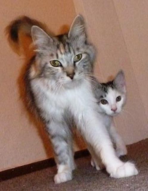 Wir  Maine Coon Mix  suchen noch ein liebes- und verantwortungsvolles Zuhause - Katzen - Liebenburg