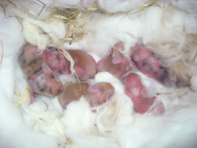 Die Herbstbaby s der Kaninchenscheune aus Wilhelmshaven sind da - Hasen Kaninchen -  Wilhelmshaven