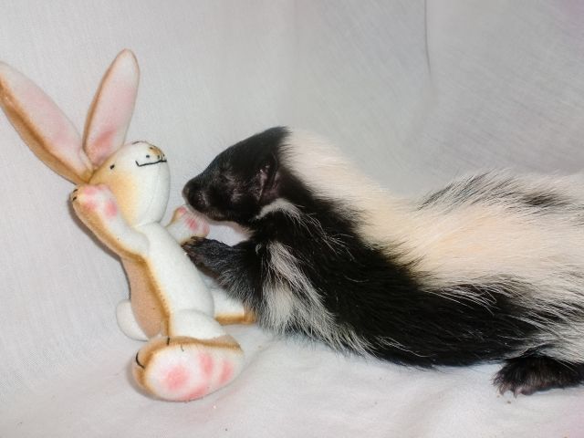 Stinktier Streifenskunk Skunkbabys Skunk abugeben - Sonstige Haustiere - Kiel
