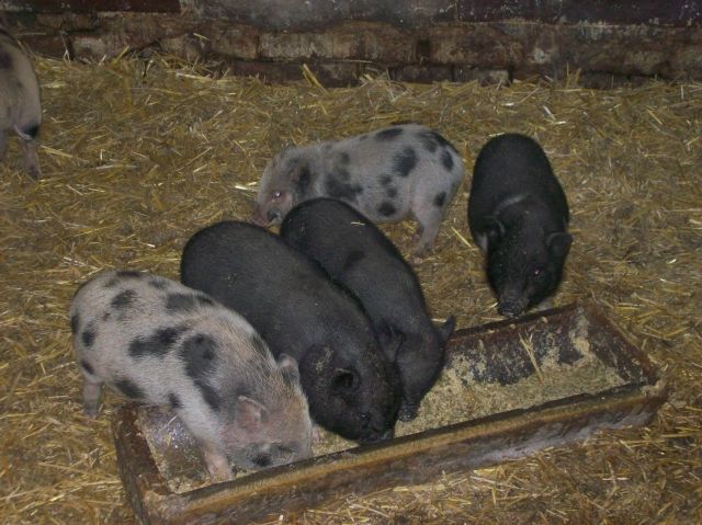 Mini schweine - Sonstige Nutztiere - crimmitschau