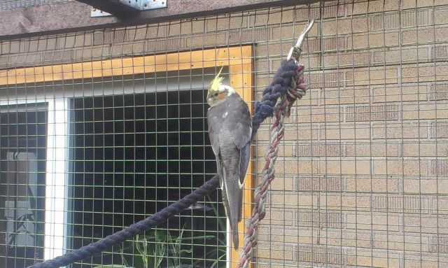 3 junge Nymphensittich Hähne - Voegel - Thurau