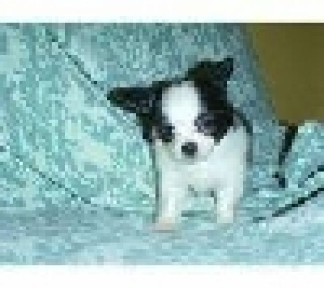 Tierarzt hat chihuahua Hündchen zum Verkauf geprüf - Hunde - 