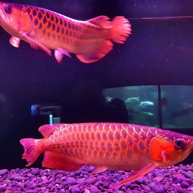 Qualität Arowana Fisch zu Verkaufen - Fische - Hessisch Lichtenau