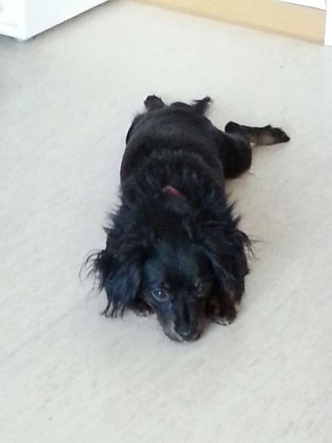 Russisch Toy Terrier - Hunde - Mannheim