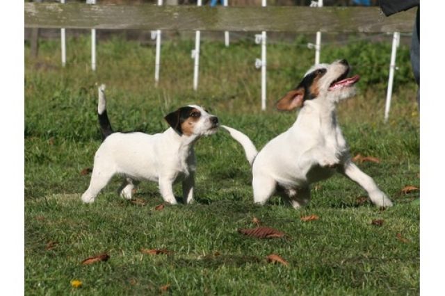 Zwei Männchen langen Haaren Jack Russel Terrier Welpen - Hunde - Erfurt 