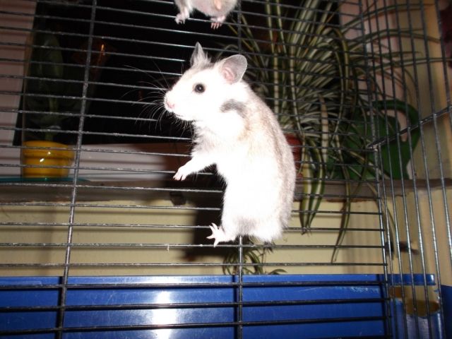 Goldhamster suchen neuen Futterspender - Hamster - Madenhausen