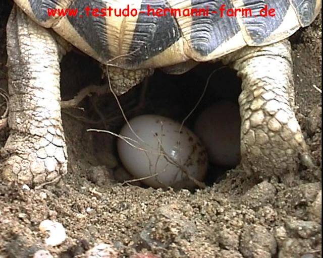 Italienische Landschildkröten Testudo hermanni hermanni Nachzuchten - Reptilien - Kamen