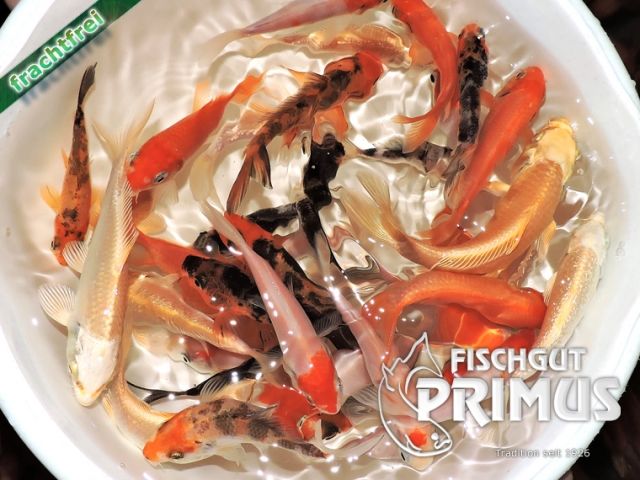 35 Koi  Koi-Mix Florenz - Größe 10-15 cm - Fische - Iserlohn