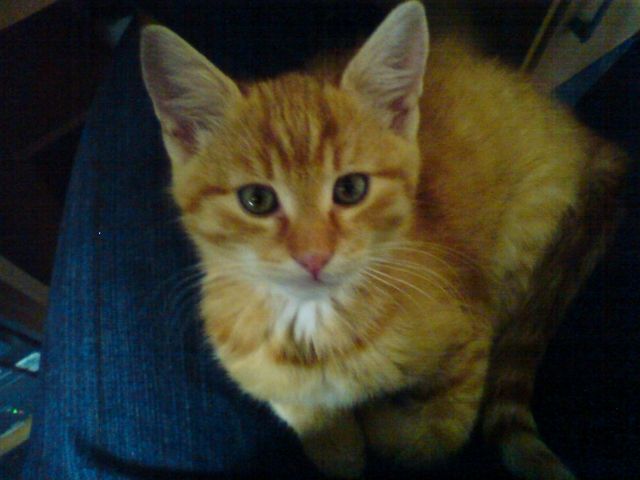 Rot getiegerter Kater vermisst    Hoher Finderlohn - Entlaufen Zugelaufen - Hollenbach