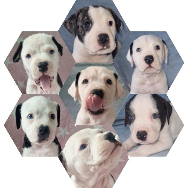5 süße American Bulldog Mix Welpen  - Hunde - Perleberg 
