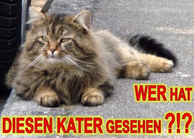 Langhaar Tigerkater entlaufen - Entlaufen Zugelaufen - Kochel