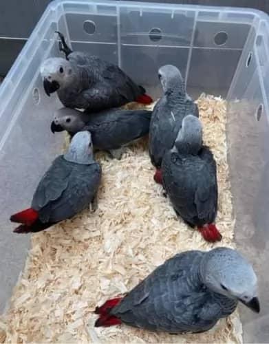 Hand aufgezogenes Baby, das afrikanisches Grau spricht. - Voegel - Berlin