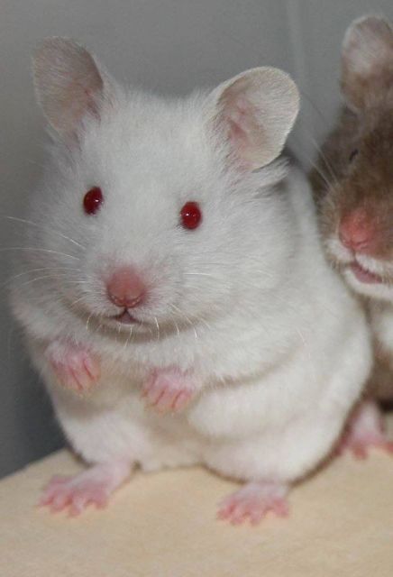 Goldhamster Dame in Polywhite Ds - Hamster - Rodenbach