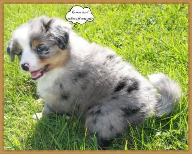 Wir dürfen ab sofort umziehen Mini Aussie Welpen - Hunde - Greimersburg